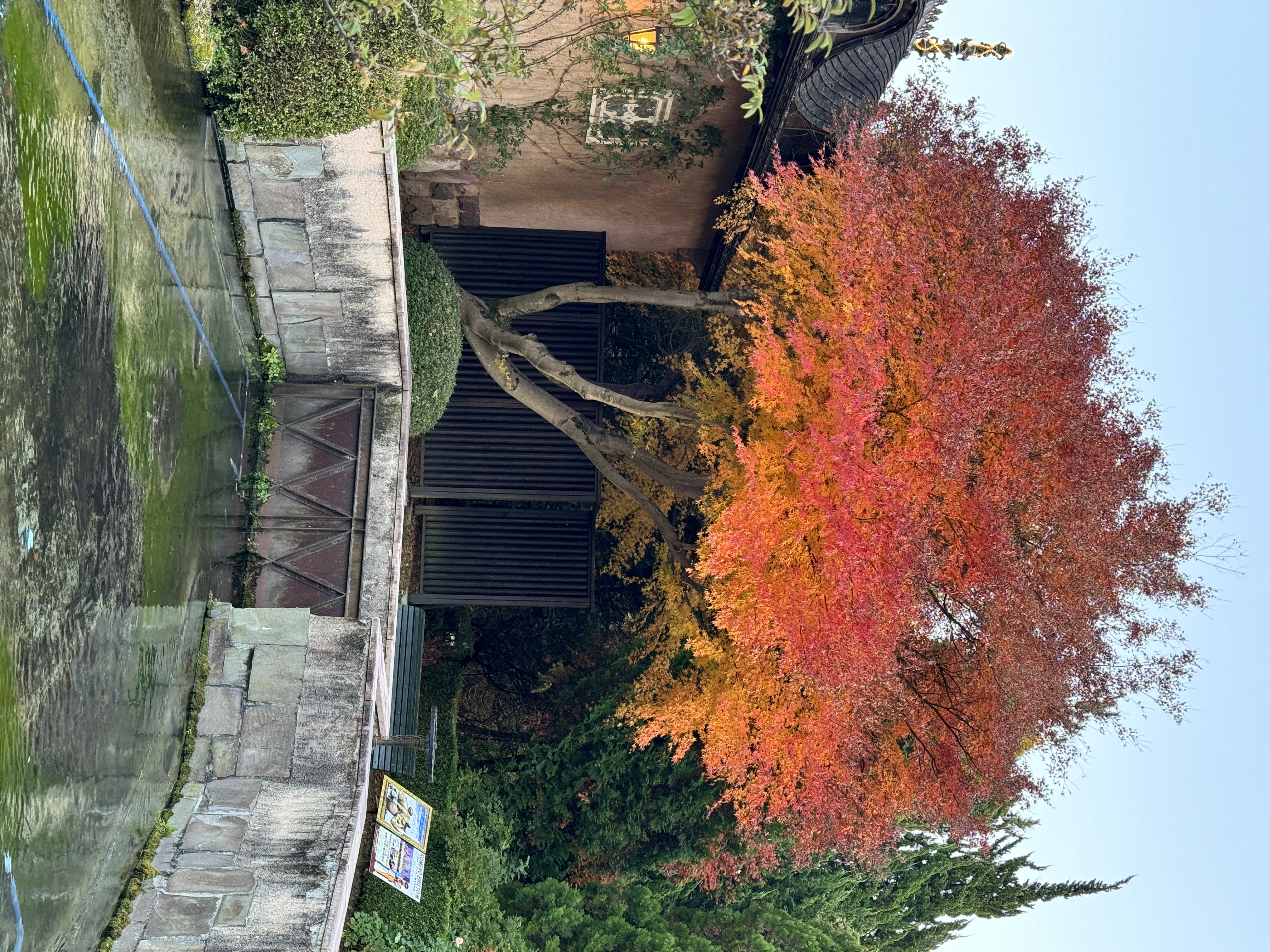 Autumn maple Japan